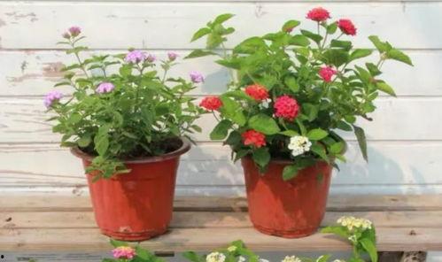 陶虹车祸爆料视频最新消息,事故详情及各方回应揭晓  第3张 陶虹车祸爆料视频最新消息,事故详情及各方回应揭晓  第3张