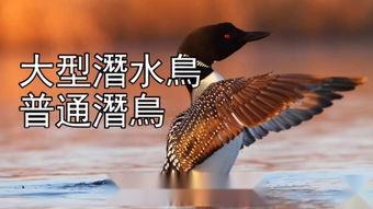 鸟类秘闻在线观看,在线观看探索未知世界  第2张 鸟类秘闻在线观看,在线观看探索未知世界  第2张