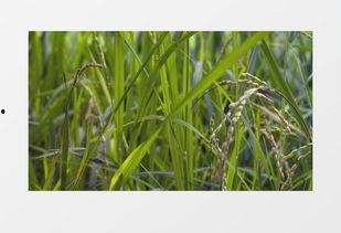 绿色大米爆料视频大全集,揭秘绿色大米背后的秘密与真相  第3张 绿色大米爆料视频大全集,揭秘绿色大米背后的秘密与真相  第3张